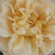 Galben - Trandafir pentru straturi Floribunda - Olivera™